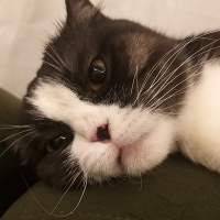 Scottish Fold, Kedi  MİA fotoğrafı