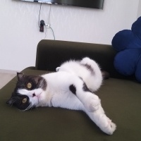 Scottish Fold, Kedi  MİA fotoğrafı