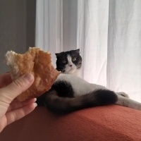 Scottish Fold, Kedi  MİA fotoğrafı