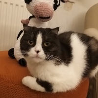 Scottish Fold, Kedi  MİA fotoğrafı