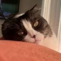 Scottish Fold, Kedi  MİA fotoğrafı