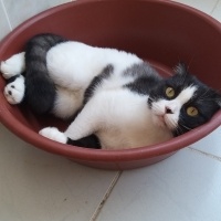 Scottish Fold, Kedi  MİA fotoğrafı