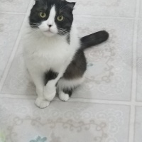 Scottish Fold, Kedi  MİA fotoğrafı