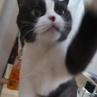 Scottish Fold, Kedi  MİA fotoğrafı