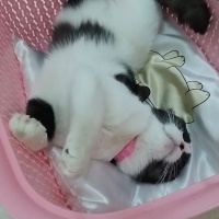 Scottish Fold, Kedi  MİA fotoğrafı