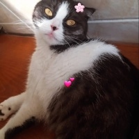 Scottish Fold, Kedi  MİA fotoğrafı