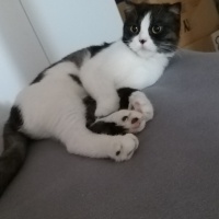 Scottish Fold, Kedi  MİA fotoğrafı