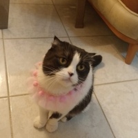 Scottish Fold, Kedi  MİA fotoğrafı