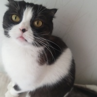 Scottish Fold, Kedi  MİA fotoğrafı
