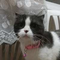 Scottish Fold, Kedi  MİA fotoğrafı