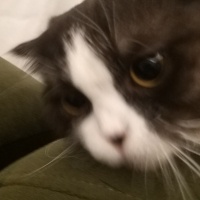 Scottish Fold, Kedi  MİA fotoğrafı