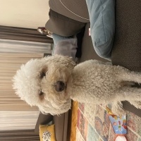 Poodle(Standart Kaniş), Köpek  Tony fotoğrafı