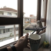 Scottish Fold, Kedi  Behlül fotoğrafı