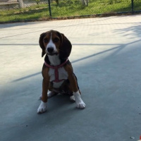 Beagle, Köpek  Leia fotoğrafı