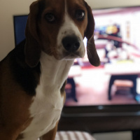 Beagle, Köpek  Leia fotoğrafı