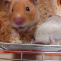 Hamster, Kemirgen  Caramel ve beyaz fotoğrafı