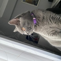 British Shorthair, Kedi  Lilim fotoğrafı