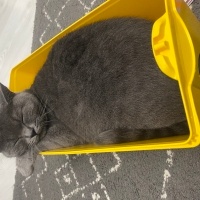 British Shorthair, Kedi  Lilim fotoğrafı