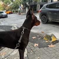 Doberman Pinscher, Köpek  Doberman erkek ( ismi : odin) fotoğrafı
