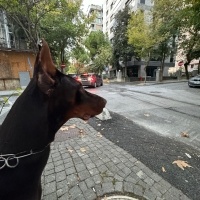 Doberman Pinscher, Köpek  Doberman erkek ( ismi : odin) fotoğrafı