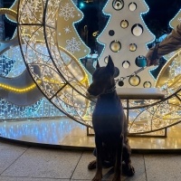 Doberman Pinscher, Köpek  Doberman erkek ( ismi : odin) fotoğrafı