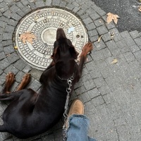 Doberman Pinscher, Köpek  Doberman erkek ( ismi : odin) fotoğrafı