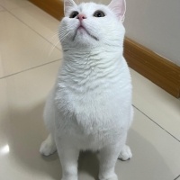 British Shorthair, Kedi  Megatron fotoğrafı