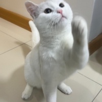 British Shorthair, Kedi  Megatron fotoğrafı