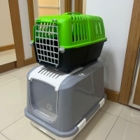 British Shorthair, Kedi  Megatron fotoğrafı