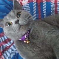 Brazilian Shorthair, Kedi  Bihter fotoğrafı