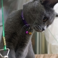 Brazilian Shorthair, Kedi  Bihter fotoğrafı