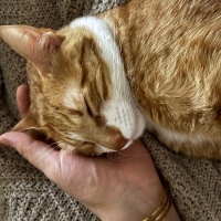 Tekir Kedi, Kedi  Niloya fotoğrafı