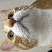 Tekir Kedi, Kedi  Niloya fotoğrafı