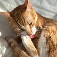 Tekir Kedi, Kedi  Niloya fotoğrafı