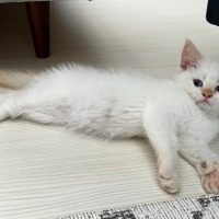 British Shorthair, Kedi  Kaju fotoğrafı