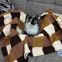 Abyssinian, Kedi  Çakıl fotoğrafı