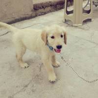 Golden Retriever, Köpek  Lady fotoğrafı