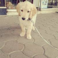 Golden Retriever, Köpek  Lady fotoğrafı