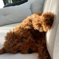 Poodle (Minyatür Kaniş), Köpek  Mart fotoğrafı