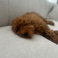 Poodle (Minyatür Kaniş), Köpek  Mart fotoğrafı