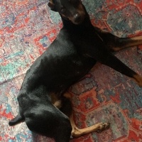 Doberman Pinscher, Köpek  zagor fotoğrafı