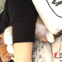 Soke, Kedi  Portakal (Porti) fotoğrafı