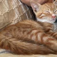 Soke, Kedi  Portakal (Porti) fotoğrafı