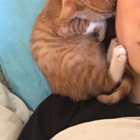 Soke, Kedi  Portakal (Porti) fotoğrafı