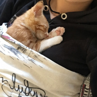 Soke, Kedi  Portakal (Porti) fotoğrafı