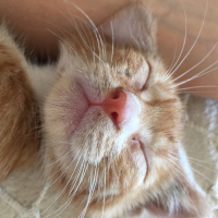 Soke, Kedi  Portakal (Porti) fotoğrafı