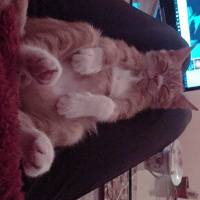 Soke, Kedi  Portakal (Porti) fotoğrafı