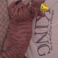 Soke, Kedi  Portakal (Porti) fotoğrafı