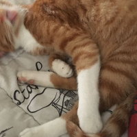 Soke, Kedi  Portakal (Porti) fotoğrafı
