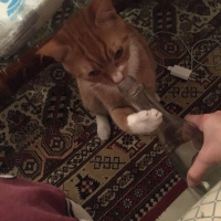 Soke, Kedi  Portakal (Porti) fotoğrafı